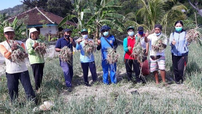 Panen Bawang Merah di Poktan Sri Gemilang Kelurahan Bumi Ayu Kecamatan Dumai Selatan Kota Dumai