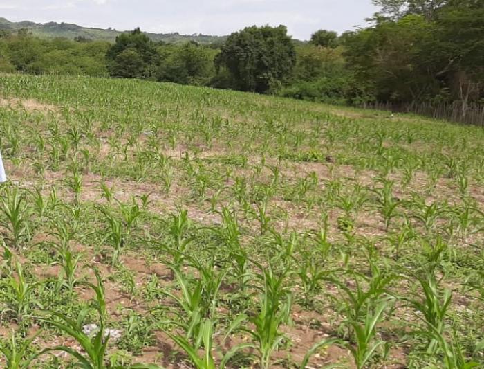 Pemanfaatan Lahan Pesisir Pantai Untuk Tanam Jagung Manis