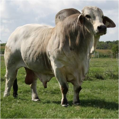 SAPI BRAHMAN, DAGING BERKUALITAS NUTRISI TERATAS