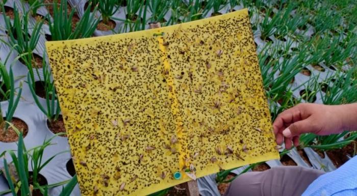 Likat Kuning Perangkap Hama Dalam Pht