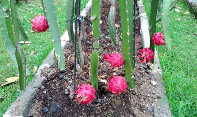 Perlunya petani Mengenal varietas unggul baru kentang yang berpotensi dikembangkan dan dikomersialkan di era 4.0