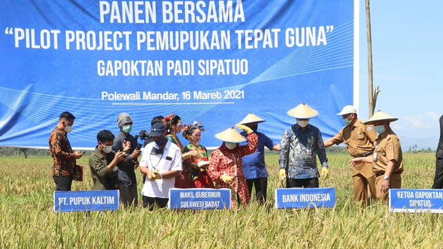 Wakil Gubernur  Sulawesi Barat Panen Padi  Di Desa Indo Makkombong Kecamatan Matakali  Kabupten Polewali Mandar Provinsi Sulawesi Barat