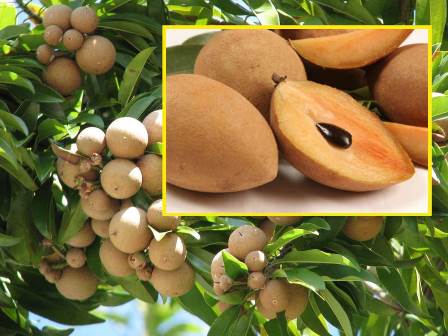 Sawo Bangowan, Ikon Kecamatan Jiken Sebagai Penghasilan Tambahan Petani