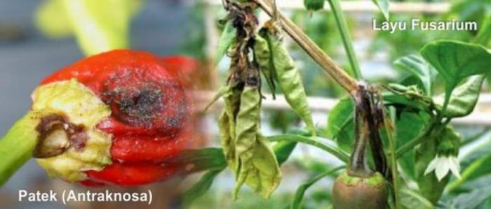 Strategi Pengendalian OPT Sayuran di Musim Penghujan