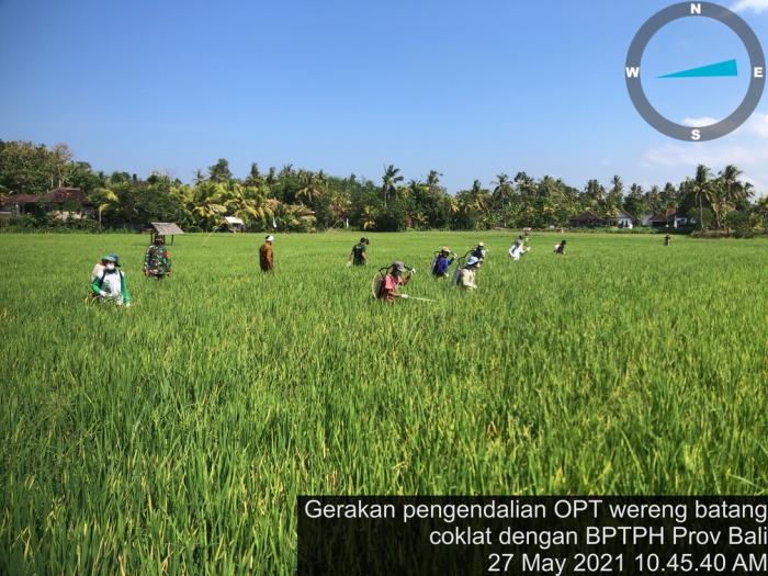 Gerakan Pengendalian Opt Wereng Batang Coklat Di Subak Semanggong 