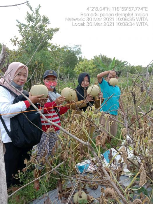 BPP Tulin Onsoi Panen Perdana Buah Melon
