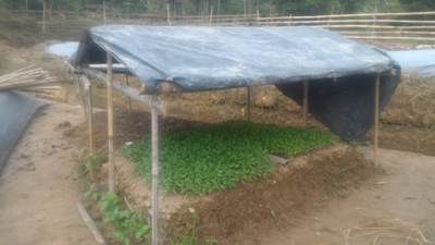 Cara Semai Cabe Di Bak Tray