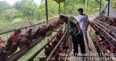 Penyuluh Pertanian Desa Telang Baru, Barito Timur Dampingi Peternak Mengembangkan Ayam Petelur