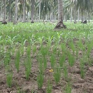 PENINGKATAN PRODUKSI  PADI RAWA MELALUI SERASI 