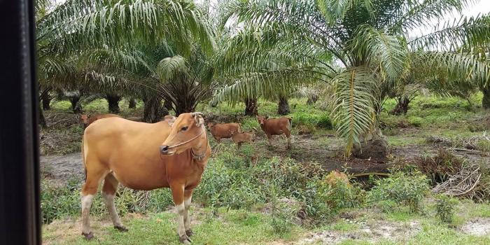 Komponen Teknologi Pertanian Cerdas Iklim (CSA) antisipasi El Nino