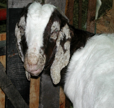 CARA AMPUH MENGOBATI PENYAKIT KUDIS PADA KAMBING SECARA TRADISIONAL