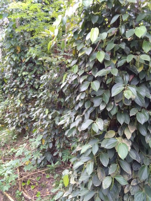 Pemupukan Tanaman Lada