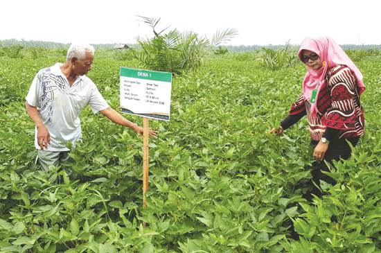 Peran Penyuluh Dalam Hiliriasasi Inovasi Teknologi kepada Petani Lada