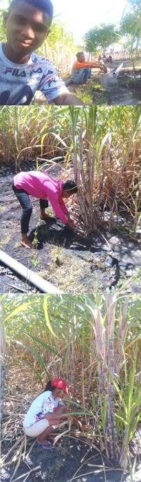 Praktek Kerja Industri (Prakerin) Siswa-siswi SMK 1 Loli Di Desa Palakahembi (Komoditi Tanaman Tebu)