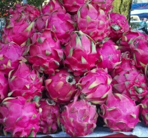 Budidaya Buah Naga di Poktan Soananto
