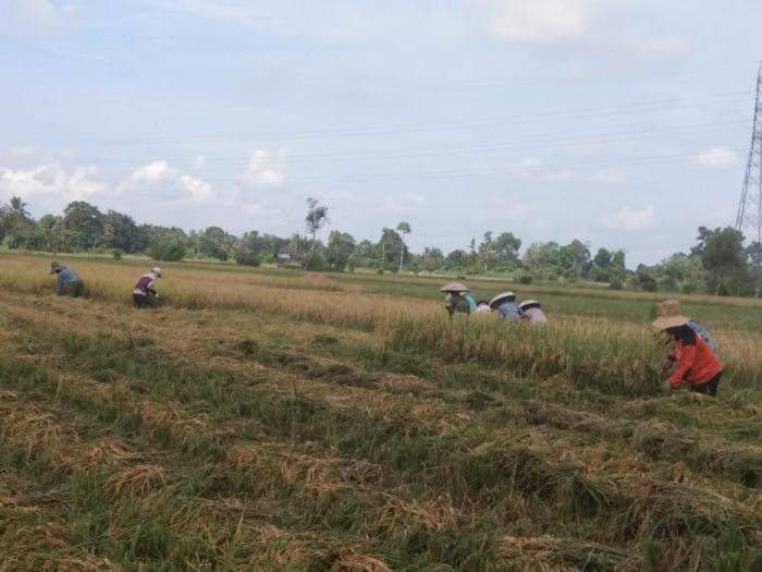 LAWAN COVID 19 DENGAN PANGAN LOKAL