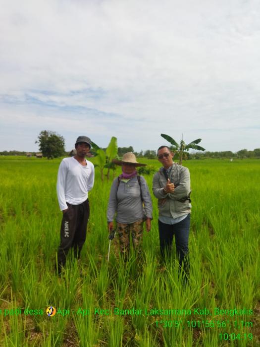 Kepala Desa, PPL, serta Poktan Desa Api-api Optimis Produksi Padi Tahun ini Meningkat
