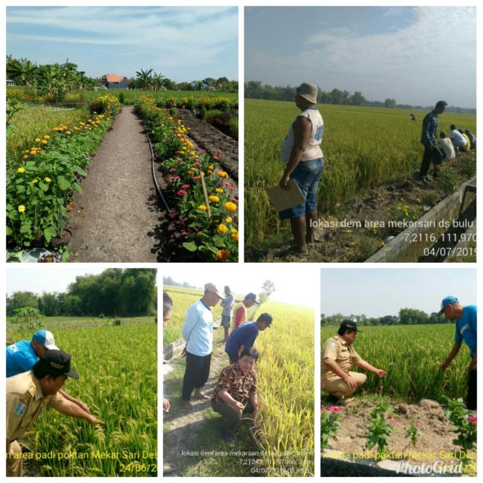 Penerapan Dem Area  Manajemen Tanaman Sehat (MTS) di Kabupaten  Bojonegoro.