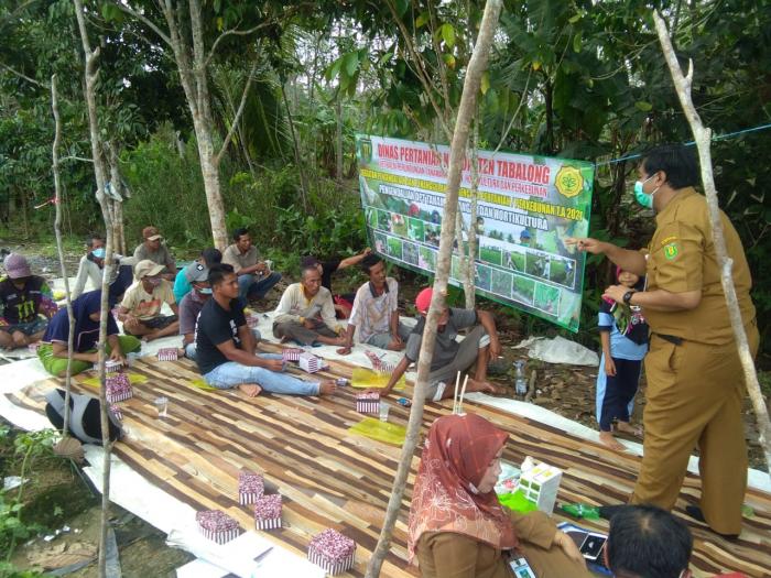 PELATIHAN PENGENDALIAN OPT PADA TANAMAN CABE. (Oleh UPT Balai Perlindungan Tanaman Pangan dan Hortikultura Kabupaten Tabalong)