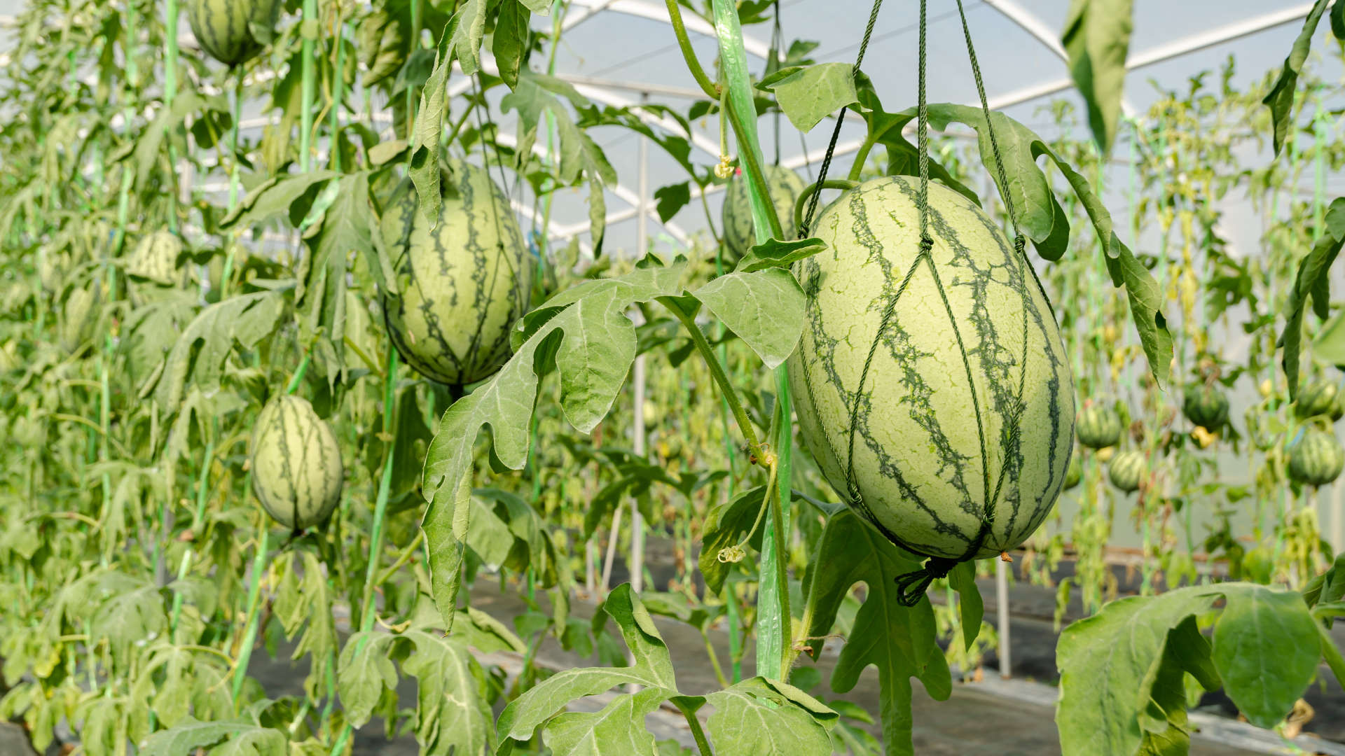 Menyambut Bulan Ramadhan Petani Berlomba Menanam Semangka
