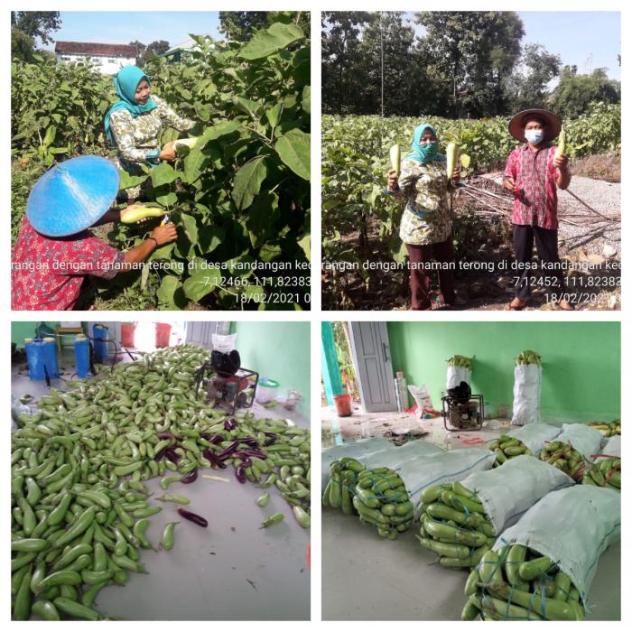 Mengawali Aktifitas Pagi Panen Terung Dengan  Pak Tani Di Kelompok Tani Rukun Tani Iv Desa Kandangan Kecamatan Trucuk