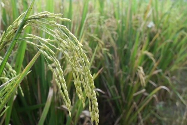 Cara Pemupukan Padi Sawah Varietas Mekongga 