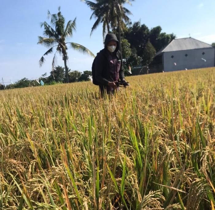 Pengawalan Produksi Padi Di Kecamatan Sawan