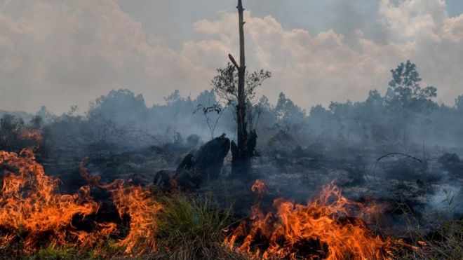 PENANGANAN SAMPAH ORGANIK MELALUI BUDIDAYA MANGGOT BSF 
