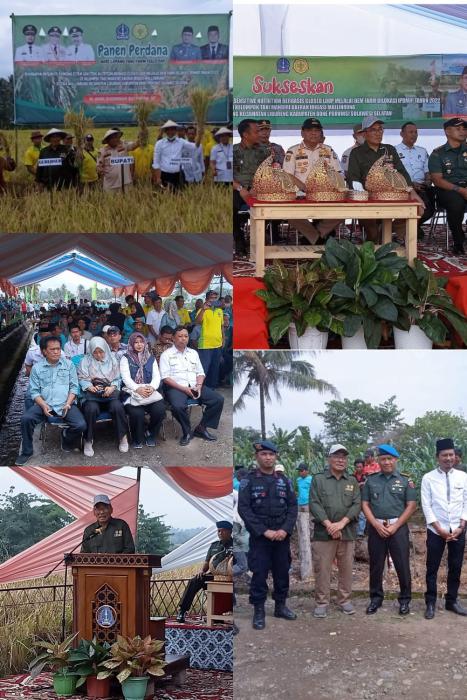 FFD dan Panen Perdana di Kab. Bone : Demfarm Padi Hibrida Program IPDMIP Sukses Dilaksanakan 