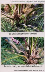 PENCEGAHAN EROSI PADA LAHAN PERTANAMAN KOPI