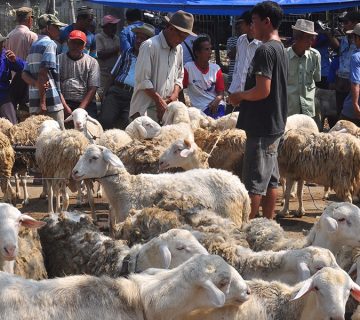 Akuaponik, Tekonologi Memanfaatkan Lahan Sempit