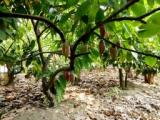 TEKNOLOGI MENGURANGI DAMPAK KEKERINGAN  PADA  TANAMAN KAKAO DI LAHAN KERING