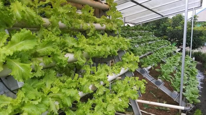 Mengoptimalkan Lahan Perkarangan Untuk Pemenuhan Gizi Keluarga