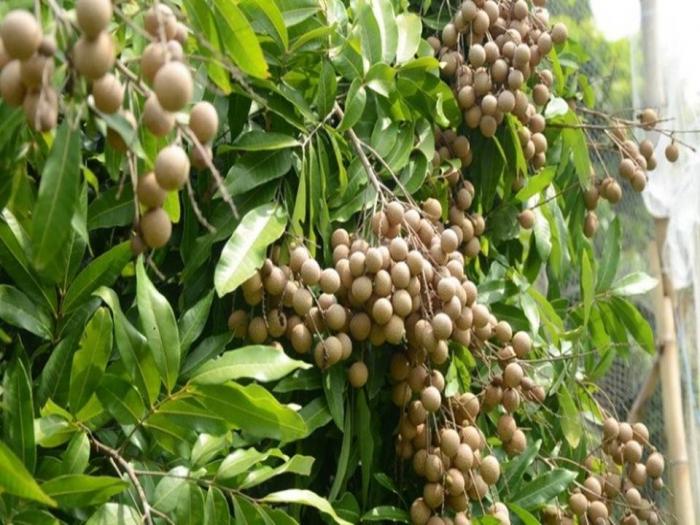 Mengenal Buah Lengkeng Yang Dapat Dikembangkan  Di Dataran Rendah