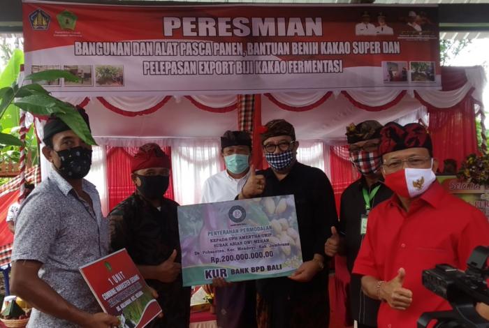 EKSPOR BIJI KAKAO FERMENTASI UPH. AMERTA URIP DESA POHSANTEN