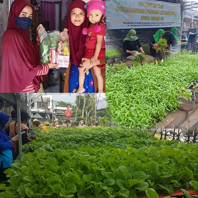 PEKARANGAN  PANGAN LESTARI (P2L)  DI  JAKARTA SUDAH MULAI MENUAI HASIL