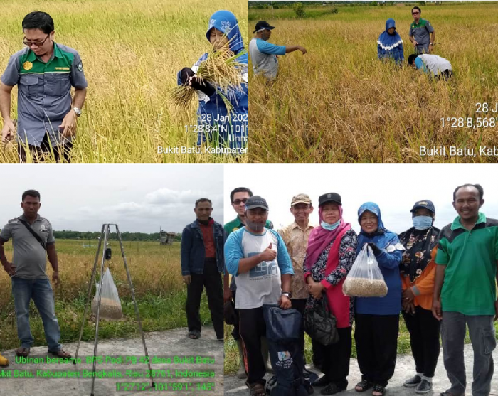 PENGAMBILAN DATA UBINAN PADI MASA TANAM 2020 DI DESA BUKIT BATU