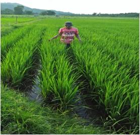PENANAMAN PADI SAWAH SISTIM JEJER LEGOWO