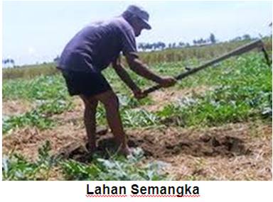 syarat pertumbuhan tanaman semangka non biji