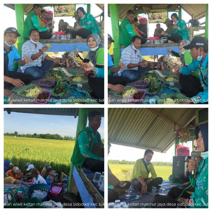 Syukuran Panen Tanaman Padi di tengah pandemi covid 19  Desa Sidodadi Kecamatan Sukosewu Kabupaten Bojonegoro