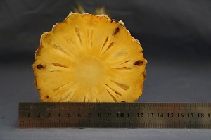 VARIETAS LOKAL NANAS BIKANG