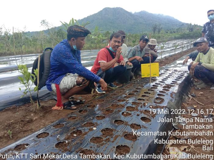 MENDONGKRAK  PRODUKSI BAWANG PUTIH DINAS PERTANIAN KABUPATEN BULELENG MELAKSANAKAN GERDAL OPT RAMAH LINGKUNGAN
