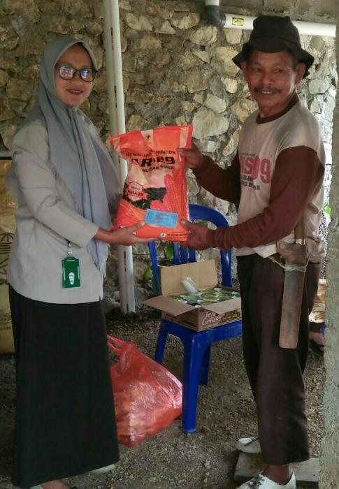 Penyaluran Bantuan Benih Jagung Hibrida Varietas Nasa 29
