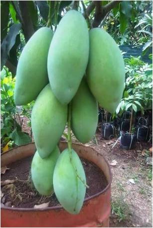 Pengembangan Lahan Rawa melalui Program SERASI
