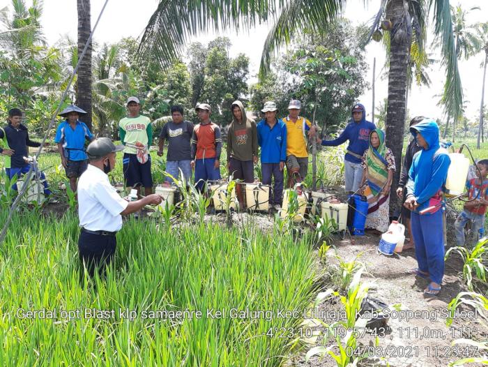 Pengendalian OPT di Kelompok Tani pada BPP Kecamatan Liliriaja