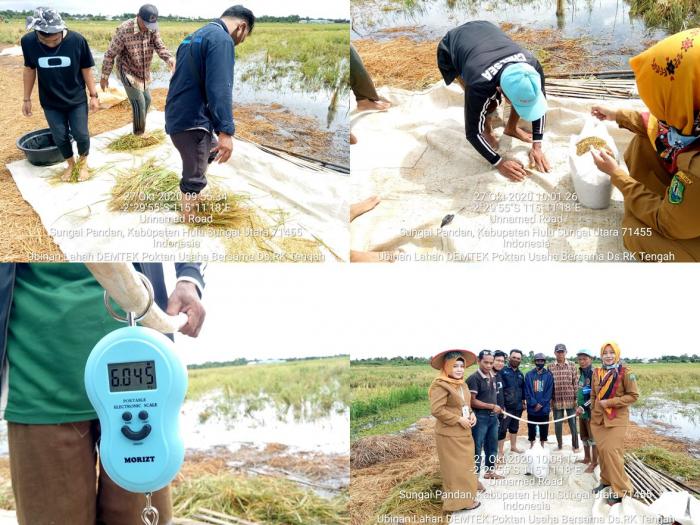 Ubinan Di Lahan DEMTEK Poktan Usaha Bersama Ds. Rantau Karau Tengah Kec. Sungai Pandan