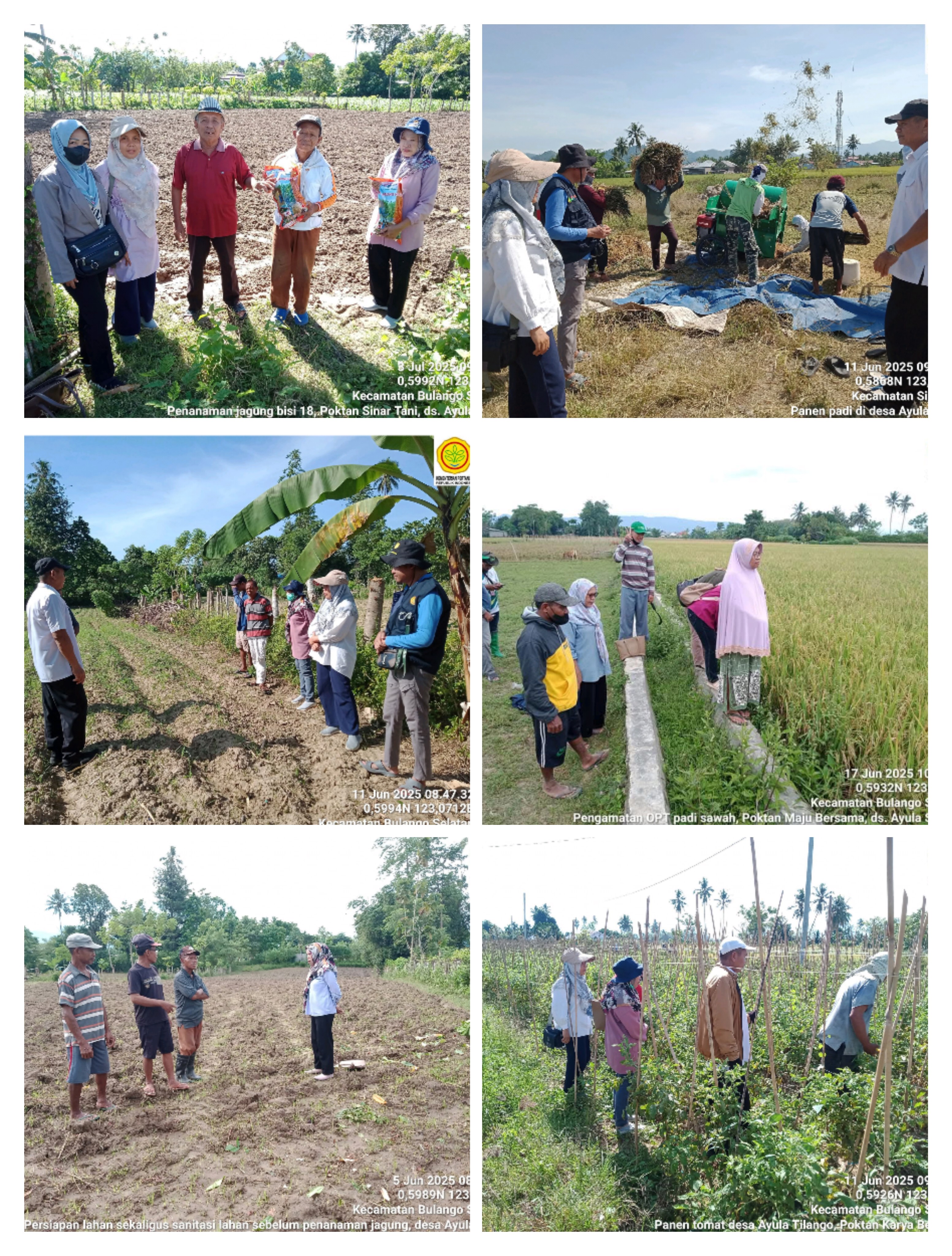 PPL BPP Bulango Selatan Memberikan Penyuluhan Penanganan Pasca Panen, Program Bantuan Jagung Hibrid, Usulan e-RDKK Pupuk Bersubsidi Tahun 2026 dan Pengendalian OPT Pada Padi Sawah