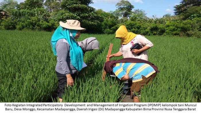 Penyuluh, Petani Kab. Bima NTB Minati Sekolah Lapang
