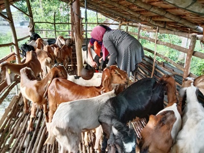 KEGIATAN PELAYANAN KESEHATAN TERNAK KAMBING DI KELURAHAN SELATPANJANG TIMUR