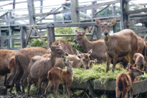 SELEKSI BIBIT KAMBING PERAH PE BERKUALITAS